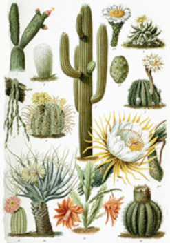 Various Cactaceae