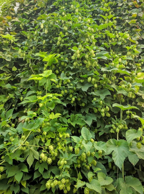 Idaho Hops
