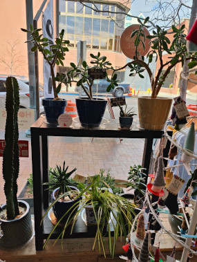 A sample of our plants in a window display at the Idaho Made Store in Boise, Idaho