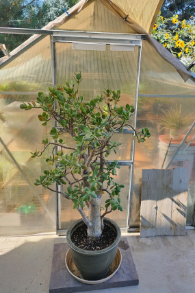 Large Jade Plant